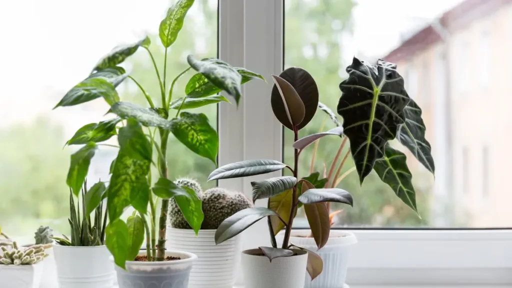 15 Best Indoor Plants for a Beautiful and Healthy Home