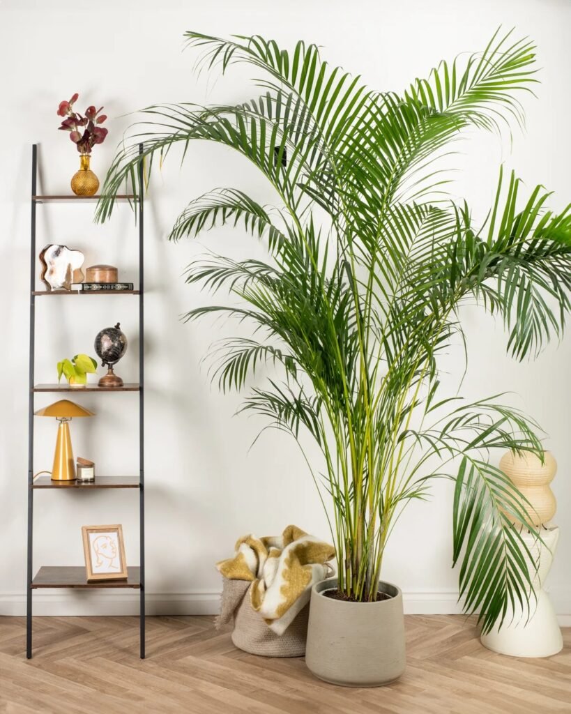Areca Palm