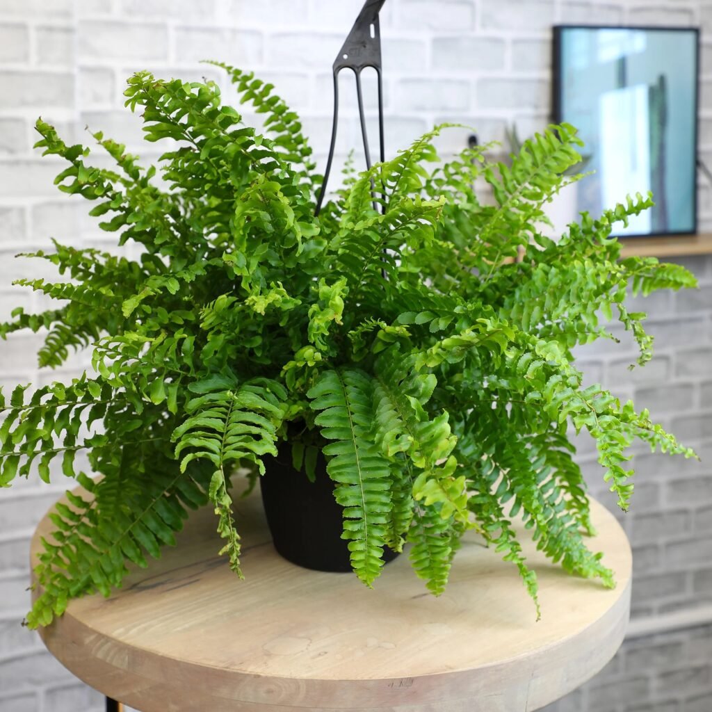 Boston Fern