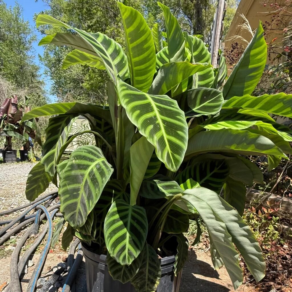 Calathea