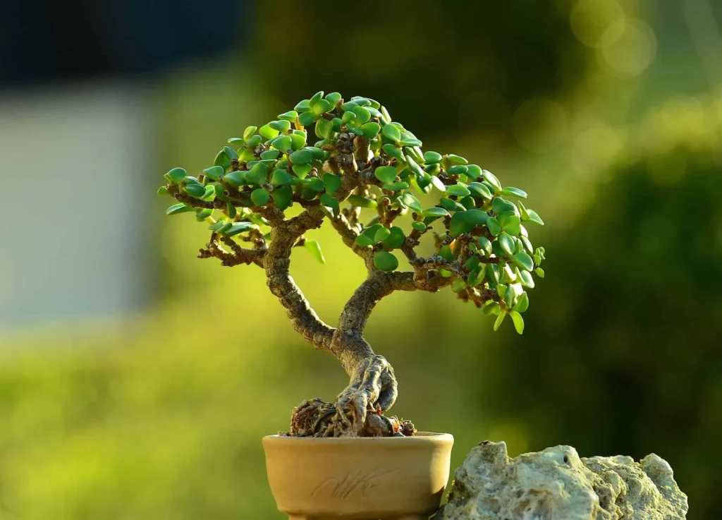 Jade Plant