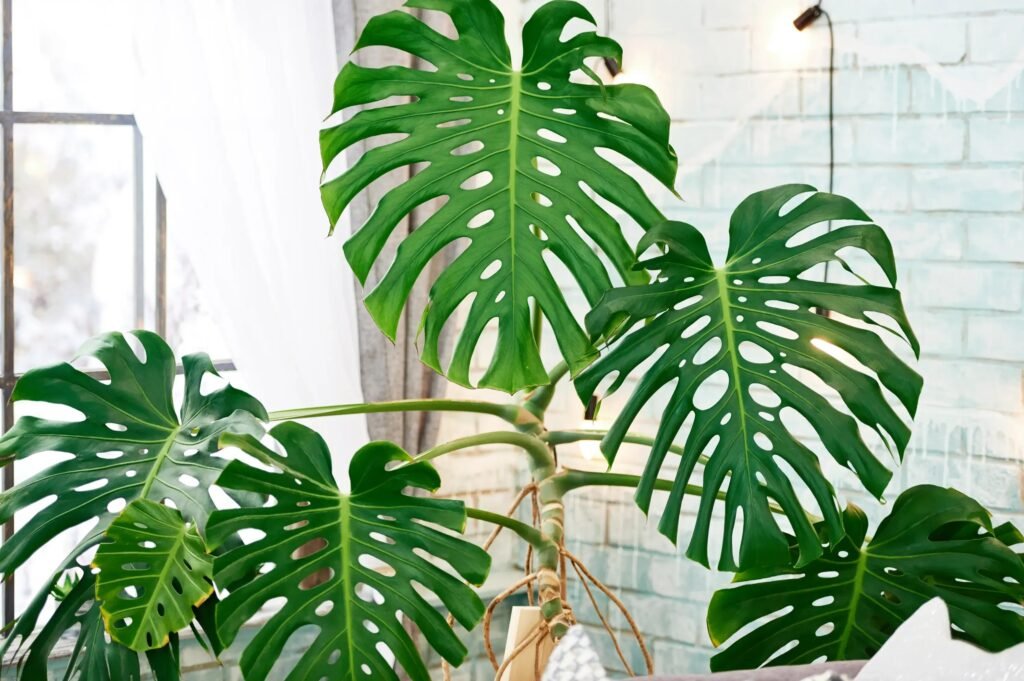 Monstera