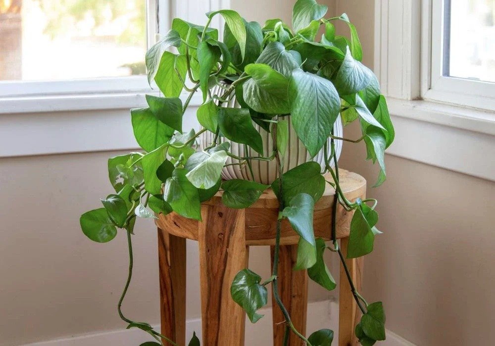 Pothos