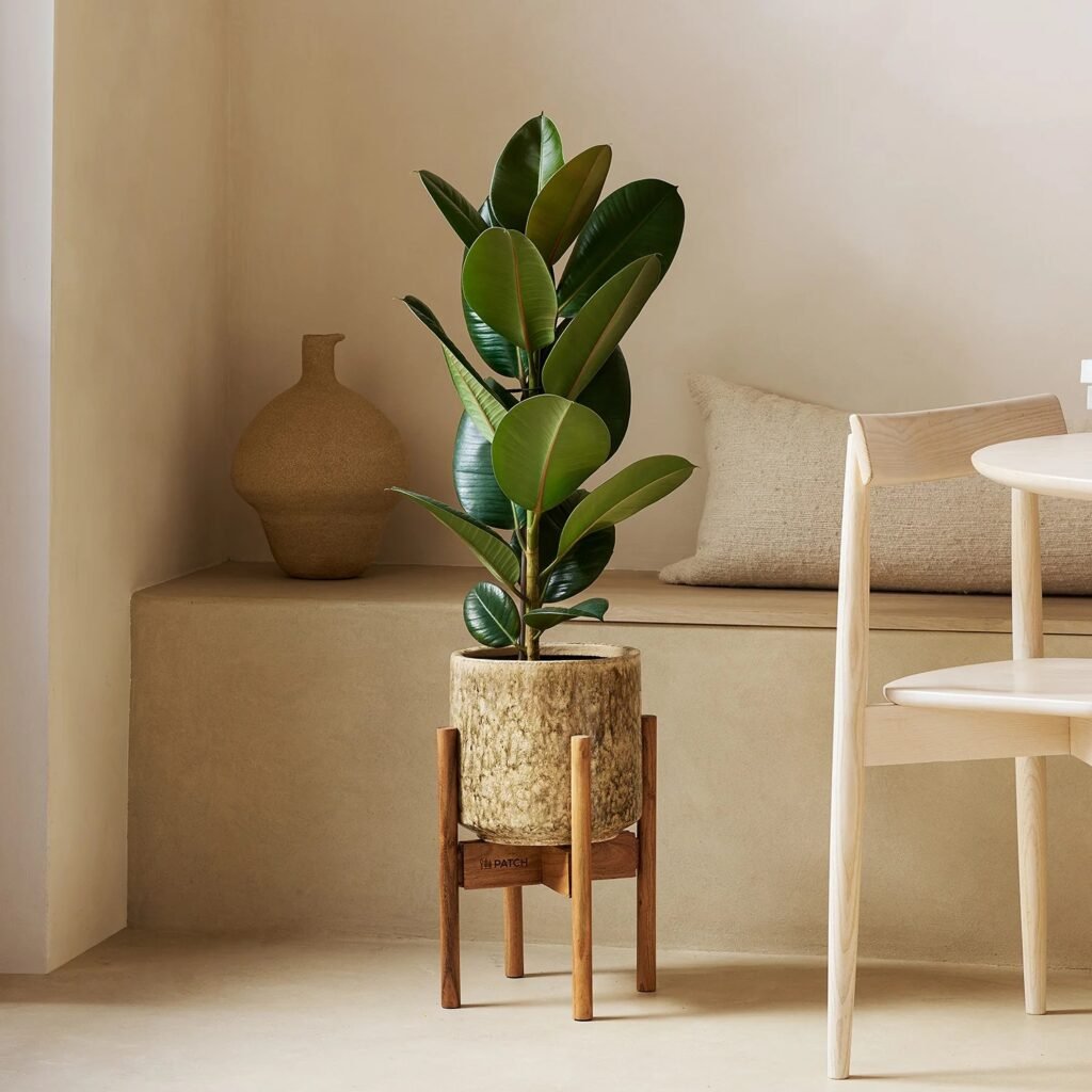 Rubber Plant