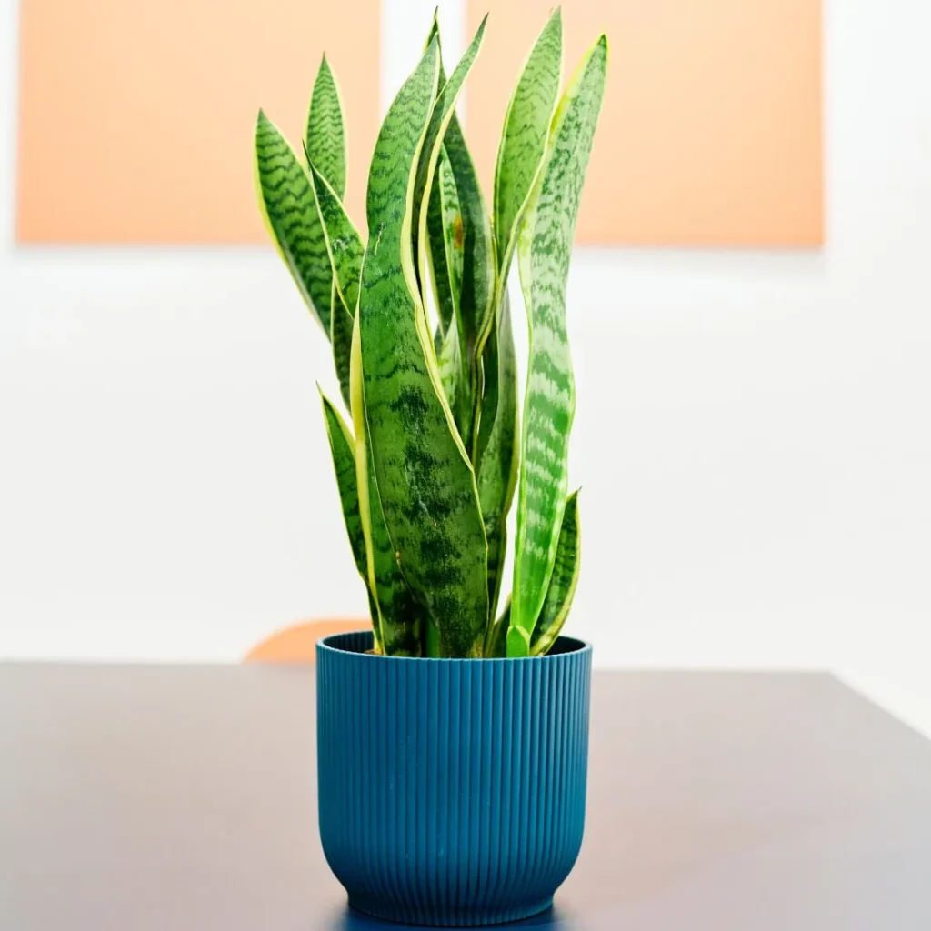 Snake Plant