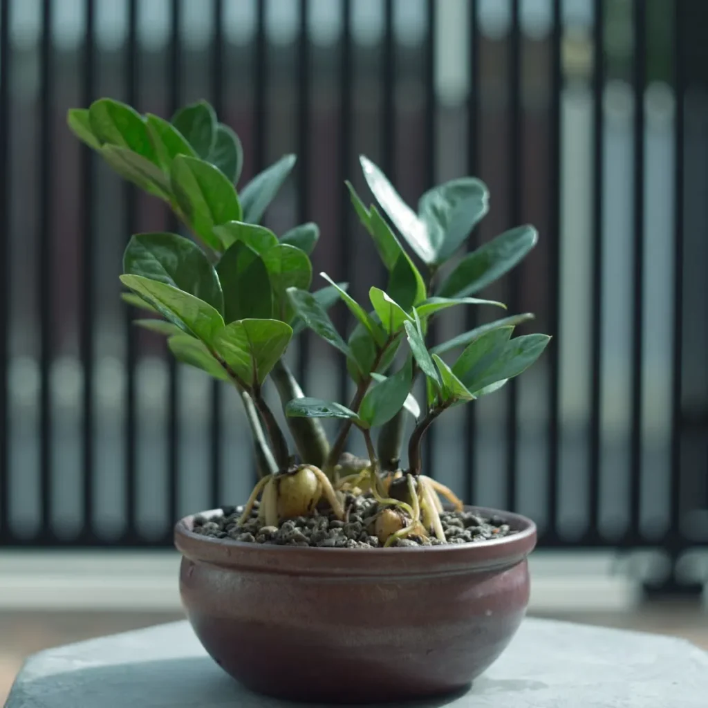 ZZ Plant